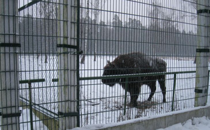 Численность зубров в Беларуси с 2017 года выросла на 6 %