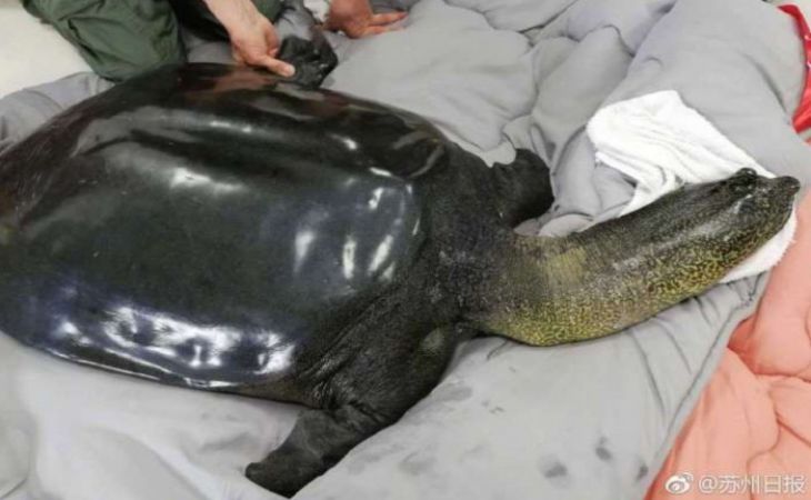 В Китае умерла редчайшая в мире черепаха