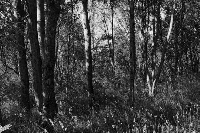 В Новополоцке пьяный мужчина затащил девушку в лес и изнасиловал В Новополоцке пьяный мужчина затащил девушку в лес и изнасиловал