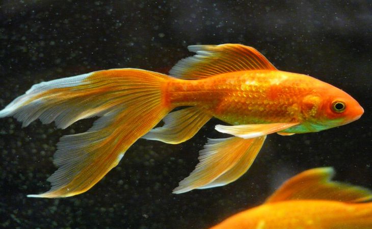 В Великобритании в 44 года умерла самая старая золотая рыбка