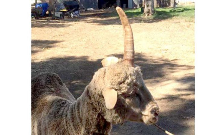 В Австралии нашли «овцу-единорога»