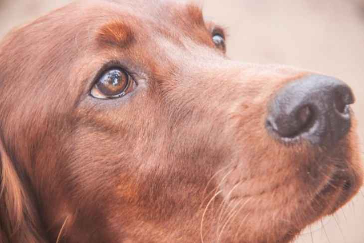 Похоронили заживо: пес выбрался из могилы и снова вернулся к хозяевам Похоронили заживо: пес выбрался из могилы и снова вернулся к хозяевам