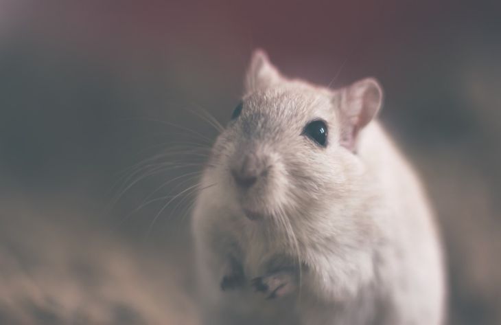 Ученые рассказали, что крысы могут чувствовать туберкулез