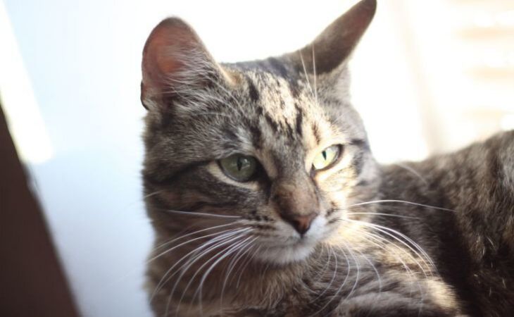 В Могилеве домашняя кошка заболела бешенством В Могилеве домашняя кошка заболела бешенством