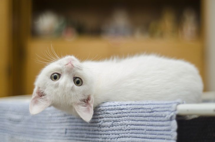 Ученые нашли причину любви кошек к коробкам