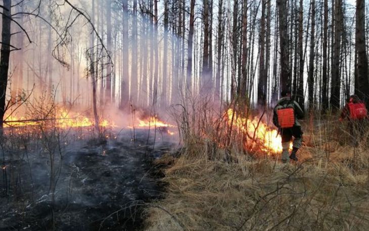 Пожар в Столинском районе занял уже 400 гектаров, его тушат с вертолетов