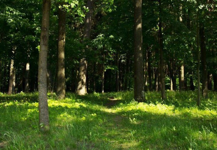 Запрет на посещение лесов введен в 4 районах Минской области
