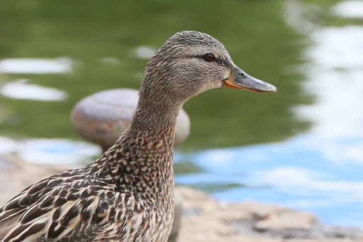 Женщина чуть не умерла после того, как на нее с неба упал гусь Женщина чуть не умерла после того, как на нее с неба упал гусь