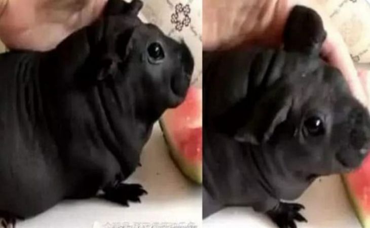 Китаец купил щенка, а он оказался бамбуковой крысой Китаец купил щенка, а он оказался бамбуковой крысой