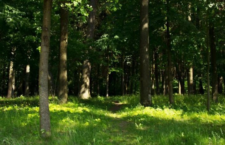 Минлесхоз хочет ввести запрет на посещение лесов по всей Беларуси