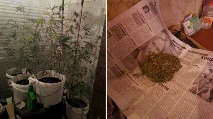 Витебчанин выращивал в подвале дома коноплю