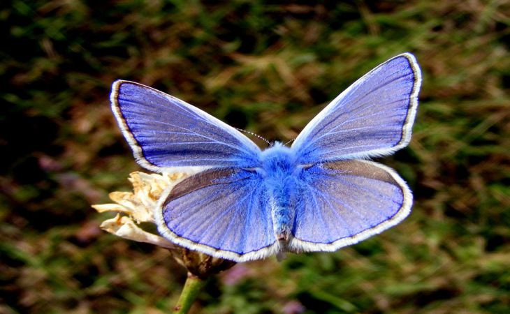 Тест: Выбери самую красивую бабочку и узнай, что тебя ждет в личной жизни