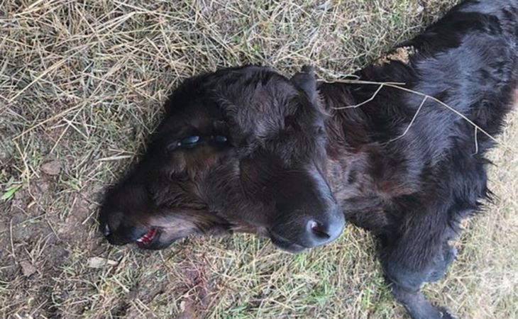 В США родился двухголовый теленок В США родился двухголовый теленок