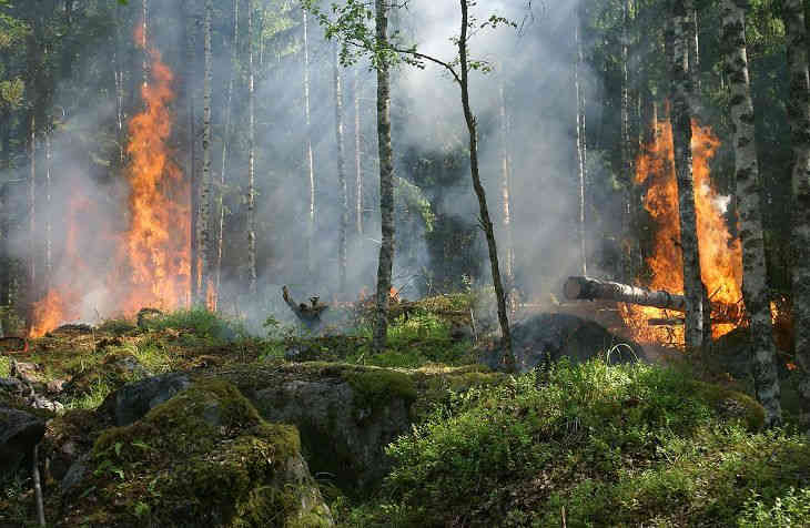Посещение лесов запрещено полностью по всей Беларуси в связи с лесными пожарами