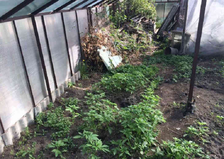 В Бресте мужчина выращивал коноплю. К нему пришла милиция 