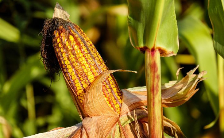 Кукуруза: правильный посев и советы по уходу