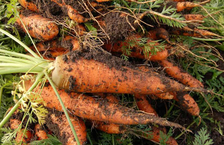 Морковь: что делать, если она плохо растет