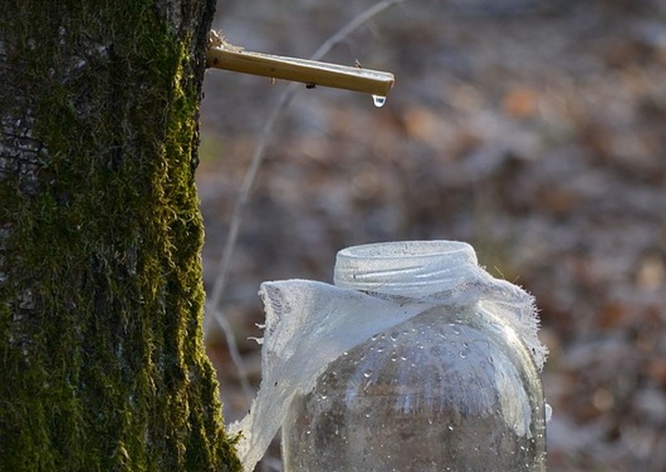 Лесхозы Беларуси заготовили свыше 17 тыс. т березового сока