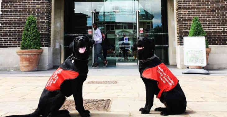 Университет в Британии нанял на работу лабрадоров