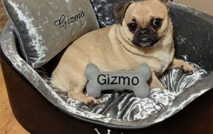 С первого взгляда влюбилась: Девушка потратила на собаку больше $10 тыс. за два года