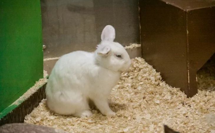 Школьникам из Ольшан грозит до 6 лет тюрьмы за незаконную охоту на зайца