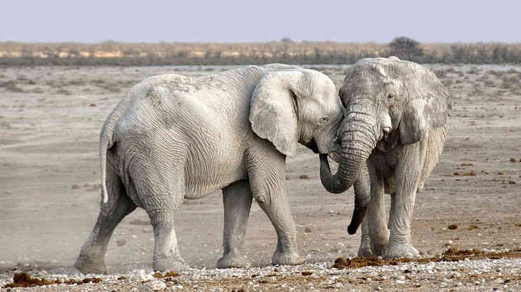 Три человека погибли в результате нападения диких слонов