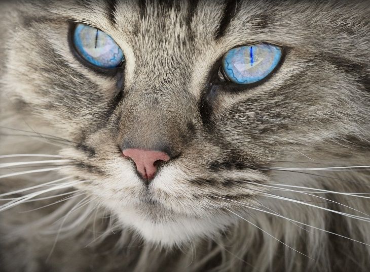 Специалисты назвали 5 заболеваний, излечиваемых кошками
