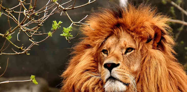 Два льва напали на работника зоопарка 