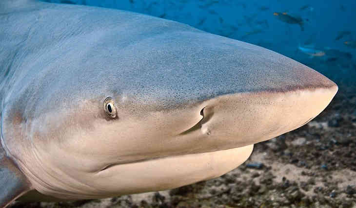 Тупорылая акула испортила американцу рыбалку