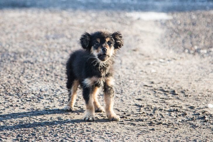 Страшные находки: В Древнем Китае щенков хоронили вместо наложниц Страшные находки: В Древнем Китае щенков хоронили вместо наложниц