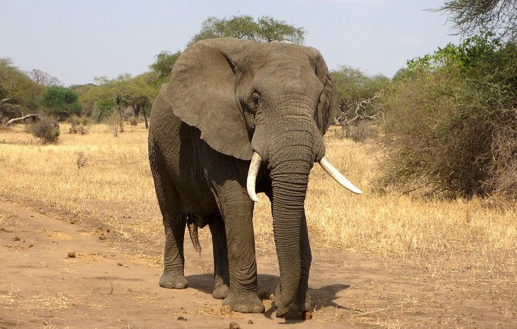 ЧП в армии: военнослужащего убил слон