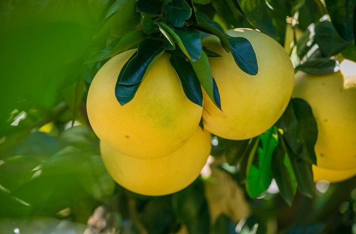 Специалисты назвали фрукт, который поможет победить рак и старение