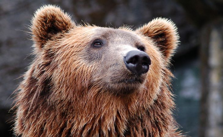 «Клочья шерсти и кровь»: Два огромных медведя подрались во дворе дома из-за медведицы – кадры 