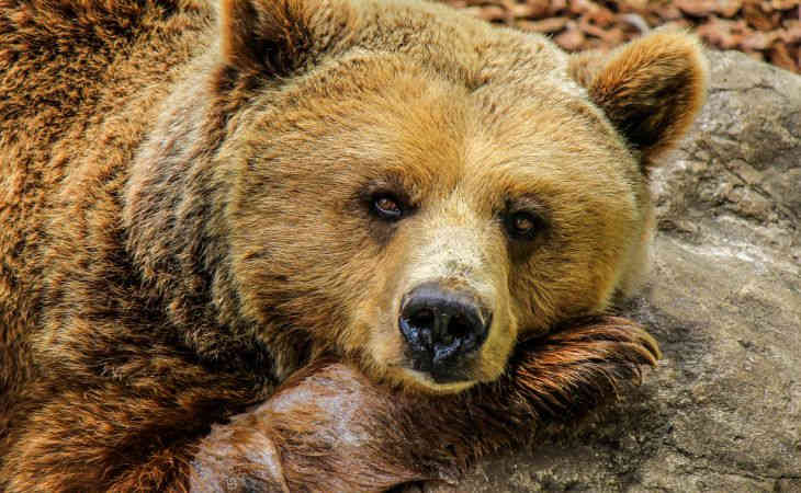 На Камчатке медведь украл у охотников холодильник с едой