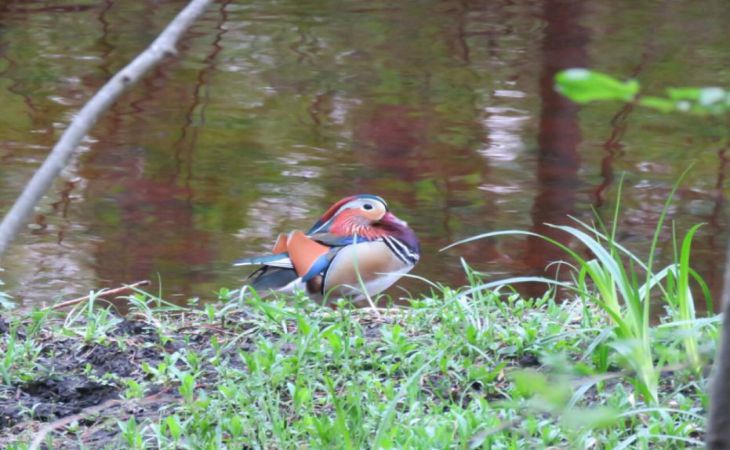 Редкую для Беларуси утку-мандаринку заметили в Березинском заповеднике
