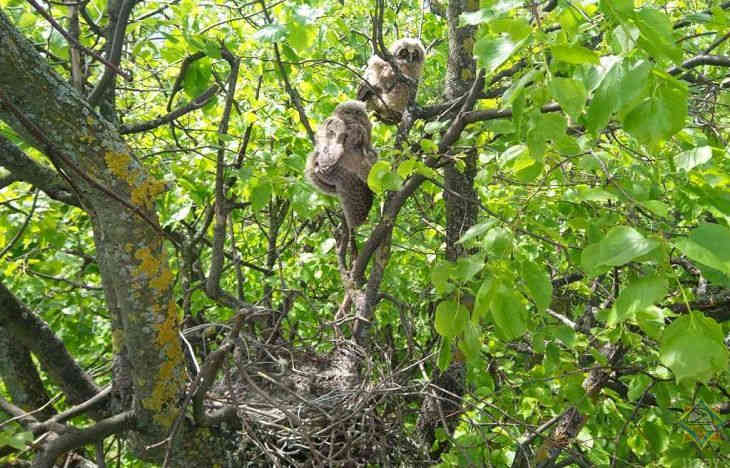 В Ветке спасатели помогли выпавшим из гнезда совятам