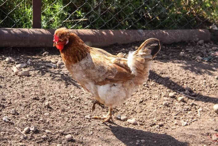 В Беларусь не пускают птицу из Ставрополья В Беларусь не пускают птицу из Ставрополья