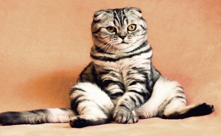 Как подготовить кошку к стерилизации: советы ветеринаров