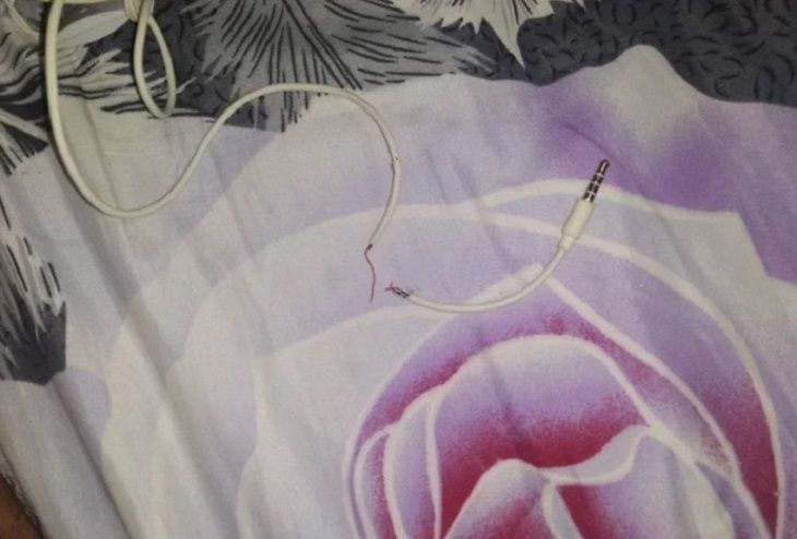 Кот сгрыз наушники хозяина, а потом извинился: принес ползучего гада 