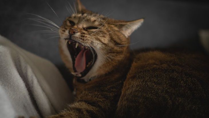 Медики назвали 5 болезней, симптомом которых является постоянная зевота Медики назвали 5 болезней, симптомом которых является постоянная зевота