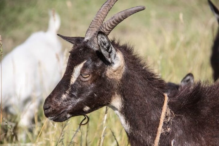 В Минске устроят военный парад, который возглавит козел