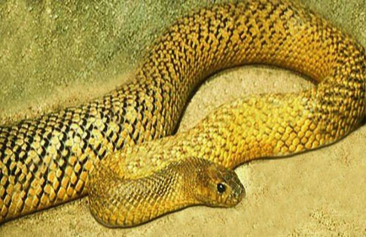 Топ-5 самых опасных змей в мире