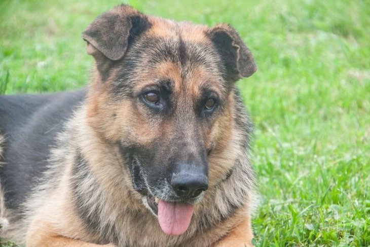 Служебная собака в Могилевском районе нашла пропавшую женщину за 4,5 км от деревни