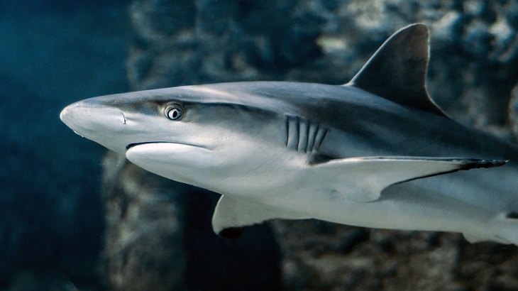 Сотню мертвых акул выбросило к берегам Великобритании