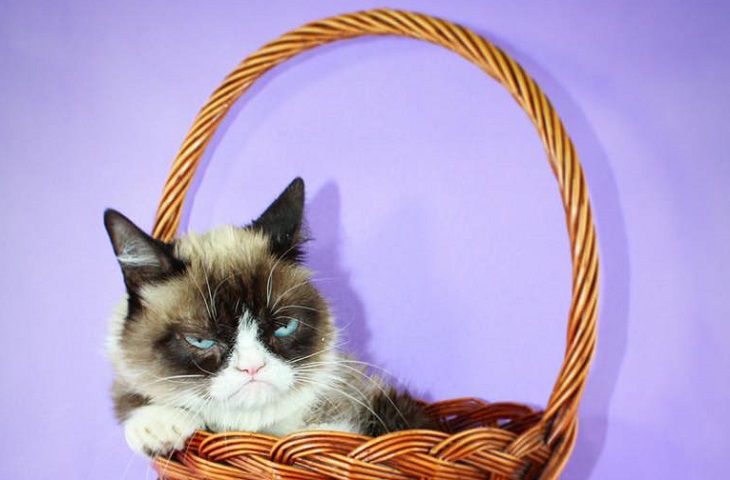 Умерла ставшая мемом кошка Grumpy Cat