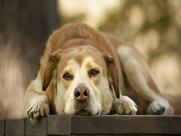 Как помочь пополневшей собаке: советы ветеринаров