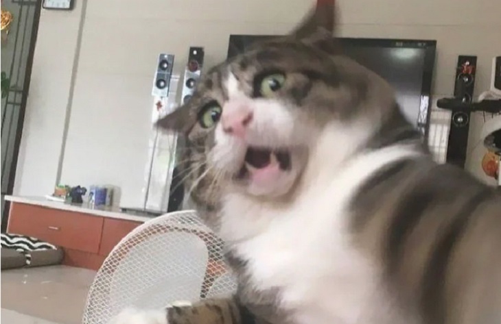 Кот проснулся знаменитым, когда хозяйка выложила его чересчур эмоциональные фото