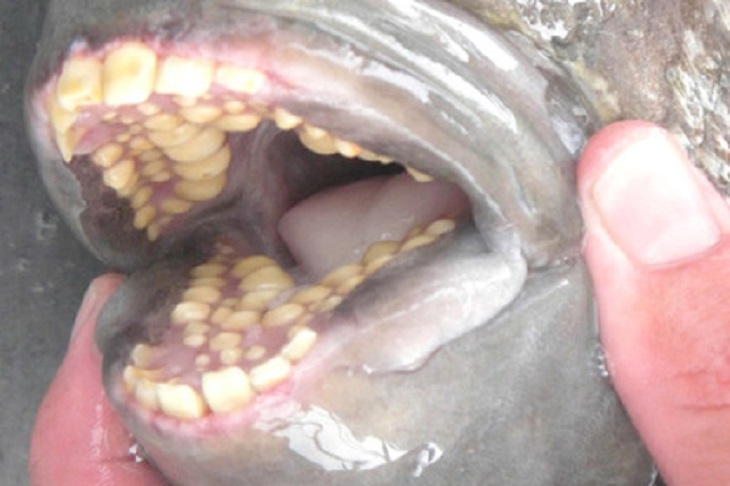 Женщина обнаружила на пляже рыбу с «человеческими зубами»