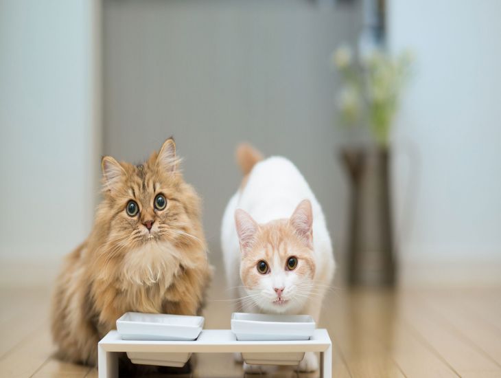  Xiaomi презентовала управляемую со смартфона кормушку для питомцев