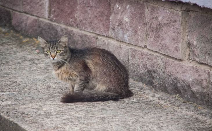 В Бресте возбуждено уголовное дело за убийство кота